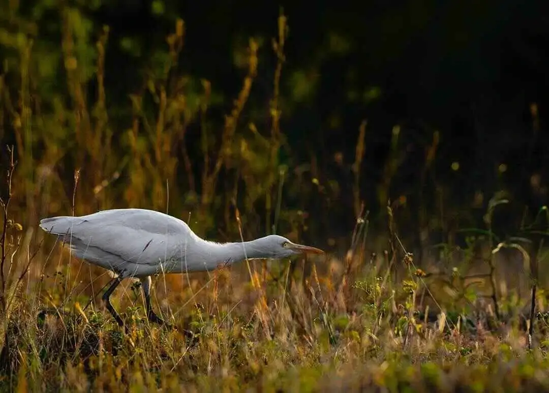 Intermediate Egret